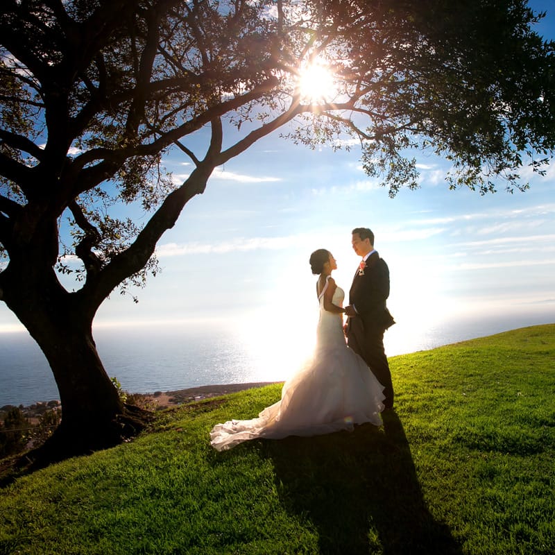 wedding photo bride groom sunset park tree ocean